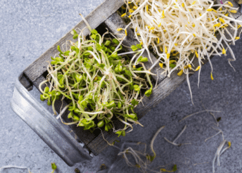 Sprouts nutritional benefits