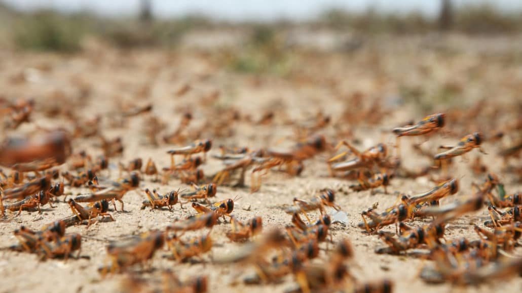 locust attack india