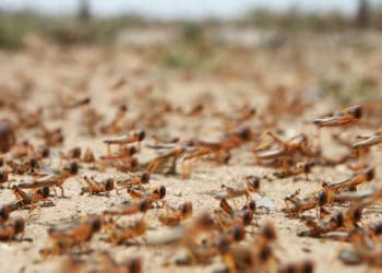 locust attack india