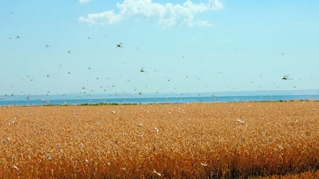 locust swarm attack india