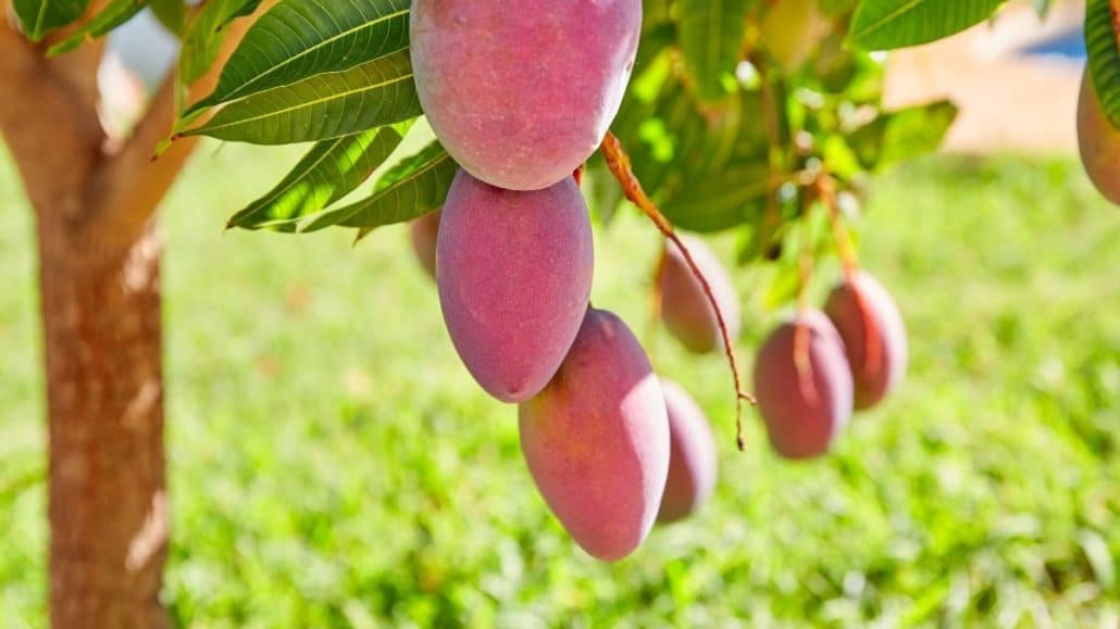 mango nutritional benefits