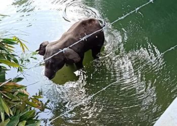 The Complete Story behind the death of Elephant and her Baby