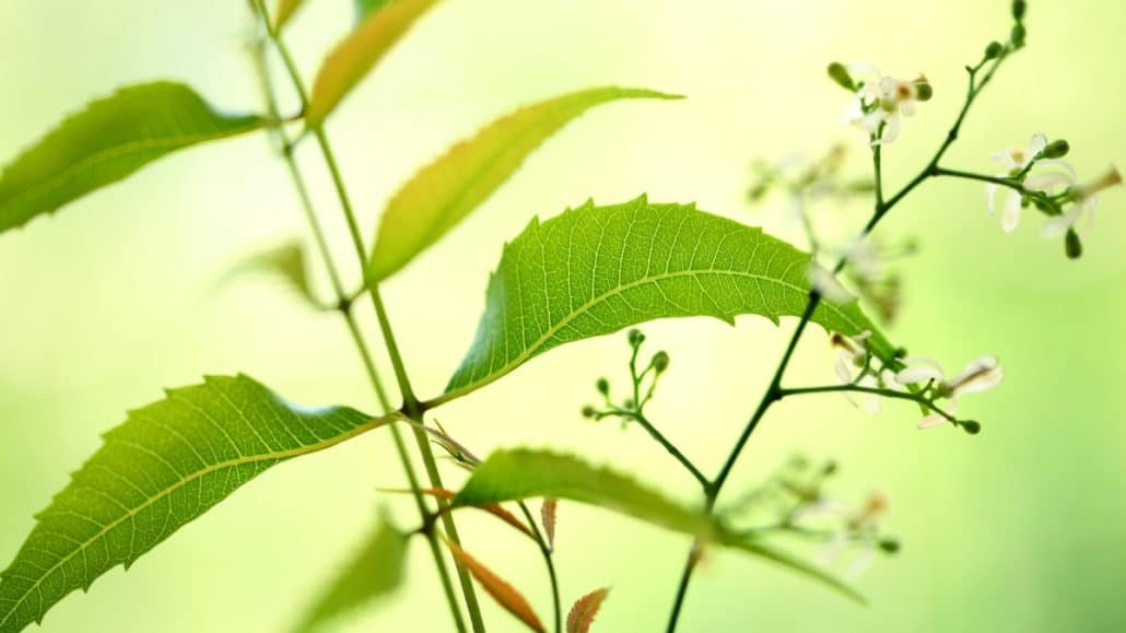 neem leaves