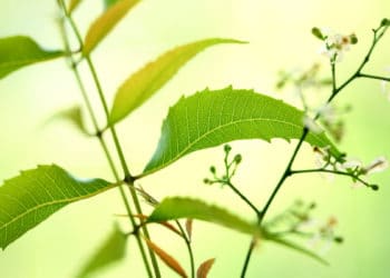 neem leaves