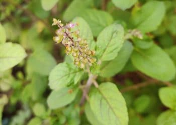 Tulsi