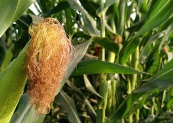 Corn Silk