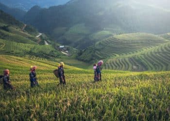 Farm Bill 2020 To Farmer’s Protest 2021