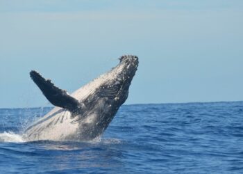 Why Do Whales Sing