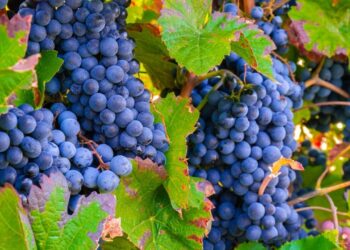 7 Water Rich Fruits That Help Fight Summer Dehydration